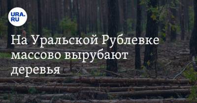 На Уральской Рублевке массово вырубают деревья. Жители написали жалобу в прокуратуру