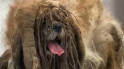 Ветеринары избавили бездомного пса от 3кг шерсти и перед ними предстал красавец (Видео)