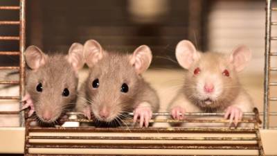 Ученые из Шанхая заставили рожать самцов крыс