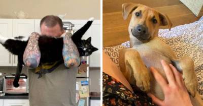18 фотографий котов и собак, которых спасли новые хозяева, и никто из них не смог скрыть своего счастья