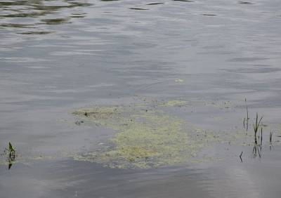 В Рязанской области 13-летняя девочка утонула в реке