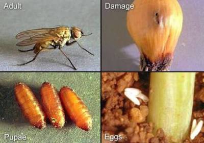 Луковая муха: меры борьбы