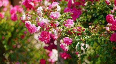 Вьющиеся розы зимостойкие и пышно цветущие летом, посадка с фото и уход - skuke.net