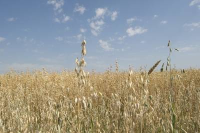 Экспорт пшеницы из России рекордно ускорился