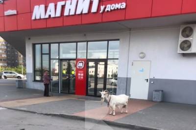 На улице Зубковой в Рязани сфотографировали потерявшуюся козу