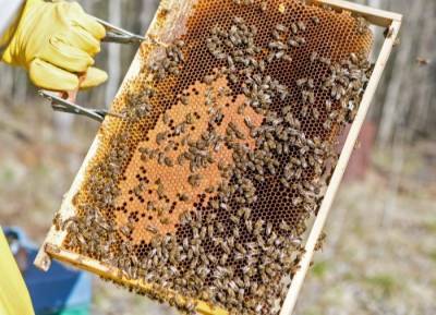 Массовая гибель пчел фиксируется в ряде районов Ульяновской области - interfax-russia.ru - Ульяновск - Ульяновская