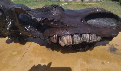 Череп носорога выловили в реке Туре