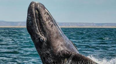 "Что вы тут делаете?": хитрый кит разыграл туристов и попал на фото