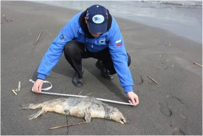 Ученые определили причину гибели каспийского тюленя на акватории Каспийского моря