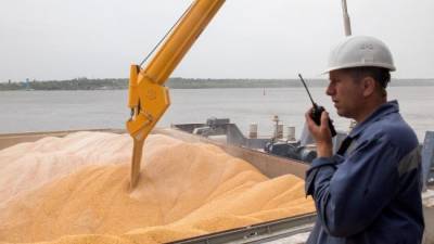 Из России рекордными темпами вывозят пшеницу