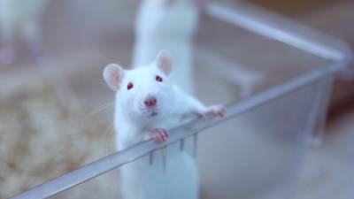 Китайские ученые смогли добиться беременности самцов крыс