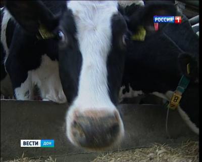 Бруцеллёз крупного рогатого скота выявили в двух районах Ростовской области