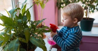 6 комнатных растений, которые безопасно выращивать в доме с детьми и питомцами