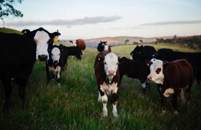 Коровы насмерть затоптали пастуха в Браславском районе - ont.by - район Браславский