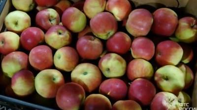 В Смоленскую область незаконно пытались попасть опасные яблоки и томаты