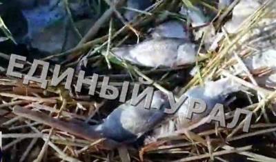 Жители Башкирии сообщили о массовой гибели рыбы на Графском озере