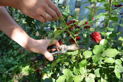 Как правильно обрезать розы в саду