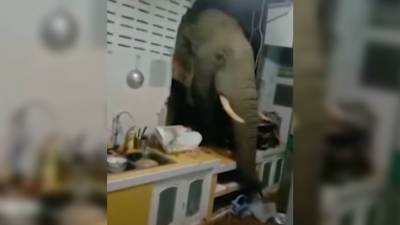 В Таиланде слон проломил стену дома в поисках еды