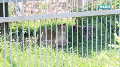Как переживают жару животные в Гродненском зоопарке (+видео)?