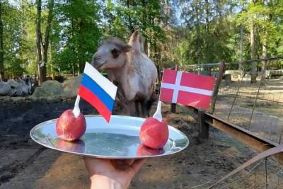 Верблюд из петербургского зоопарка предсказал исход матча Россия-Дания