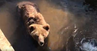 Калининградский зоопарк показал, как в жару купается медведица Настя (видео)