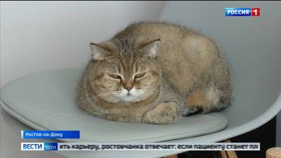 В Обливском районе Ростовской области у домашней кошки выявили бешенство