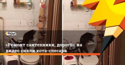 «Ремонт сантехники, дорого»: на видео сняли кота-слесаря