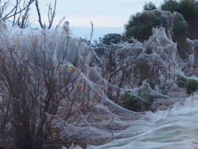 Ужас и восхищение: паучья вуаль вызвала шок у жителей Австралии