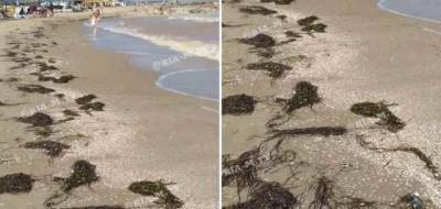 После шторма побережье популярного курорта в Украине "усеяно" водорослями