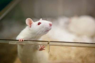 Китайские ученые пересадили матку самцам крыс и зас...