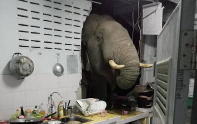 Слон проломил стену кухни ради мешочка риса