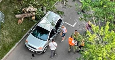 В Москве спиленное коммунальщиками дерево придавило автомобиль