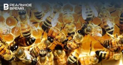 В Арском районе произошел массовый мор пчел