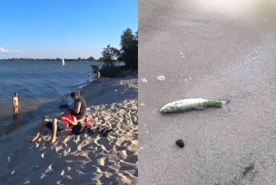 Экологическая катастрофа накрыла Киевское водохранилище, весь берег усыпан мертвыми судаками: кадры
