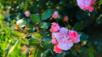 Советы цветоводу: что делать с розой, если она почернела