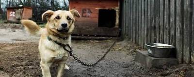 В Бердске будут судить хозяина собаки, которая искусала 5-летнего мальчика