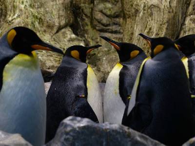 На австралийском острове тасманийские дьяволы уничтожили популяцию пингвинов