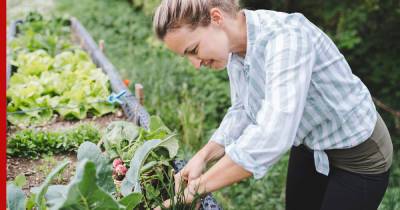 Здоровый сад: 3 простых продукта, которые избавят огород от вредителей и болезней