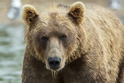 Медведь растерзал подростка на красноярском курорте