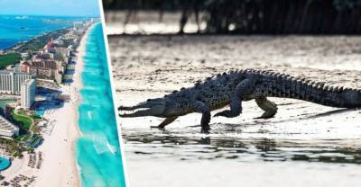 На территории отеля на популярном курорте крокодил напал на ребенка - reendex.ru - Канкун
