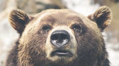Подросток стал жертвой медведя в нацпарке Красноярска