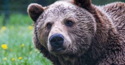 Медведь напал на туристов в Сибири и убил подростка