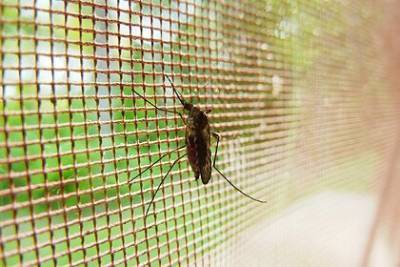 Токсиколог предупредил об опасности средств против комаров
