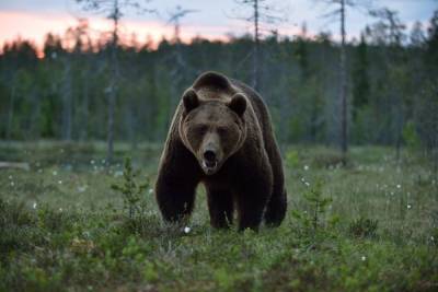 Медведь напал на туристов в Красноярском крае и насмерть задрал подростка