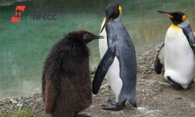 В американском зоопарке пожилому пингвину с артритом сшили ботинки
