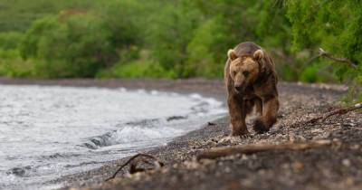 Турист притворился мертвым, когда медведь задрал подростка в Сибири