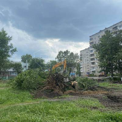 Кемеровчане пожаловались на вырубку деревьев на Волгоградской улице