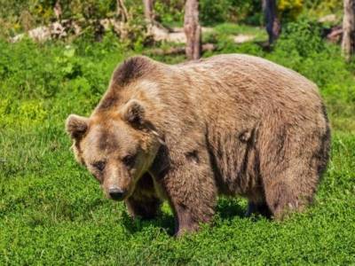 В красноярском нацпарке медведь напал на туристов и убил подростка