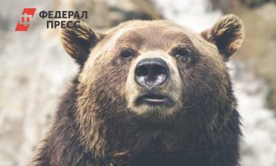 На туристов в Красноярском крае напал медведь