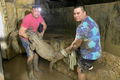 Как в Ялте после потопа спасали крокодилов